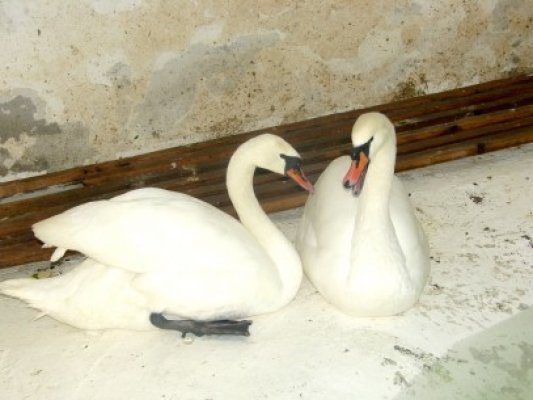 Centru de salvare pentru animalele sălbatice, amenajat la Delfinariu